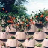 Florback